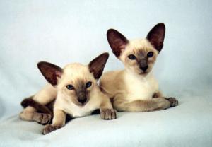 Triss och Tootsie